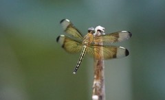 Neurothemis manadensis