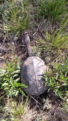 Hydromedusa tectifera