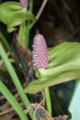 Anthurium silvigaudens