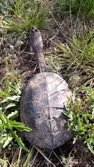 Hydromedusa tectifera