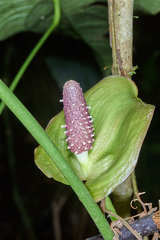 Anthurium silvigaudens