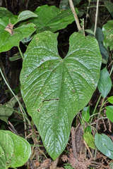 Anthurium silvigaudens