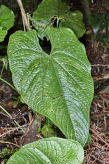 Anthurium silvigaudens