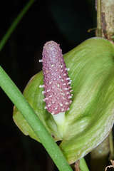Anthurium silvigaudens