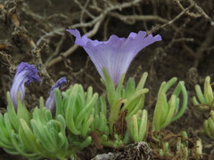 Nolana stenophylla