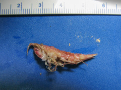 Rhachotropis aculeata