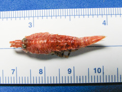 Rhachotropis aculeata