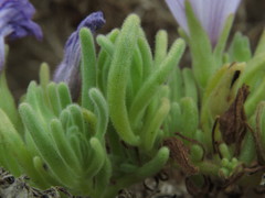 Nolana stenophylla