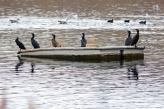 Phalacrocorax carbo