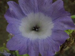 Nolana stenophylla