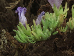 Nolana stenophylla