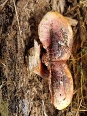 Fungi