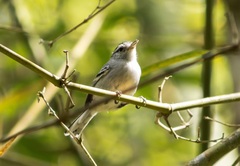 Herpsilochmus atricapillus