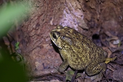 Duttaphrynus melanostictus