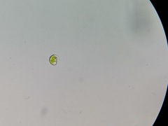 Euglena viridis