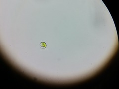 Euglena viridis