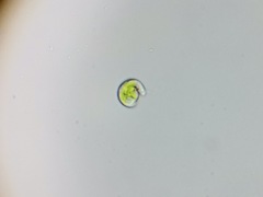 Euglena viridis