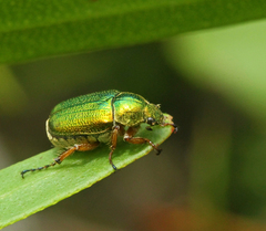 Diphucephala colaspidoides