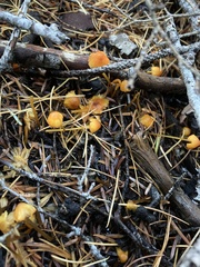 Mycena strobilinoidea