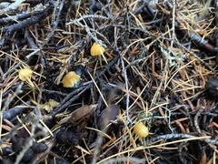 Mycena strobilinoidea