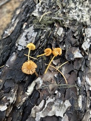 Mycena strobilinoidea