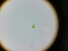 Euglena viridis
