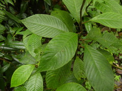 Burmeistera multiflora