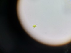 Euglena viridis
