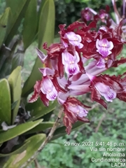 Laelia