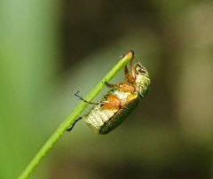 Diphucephala colaspidoides