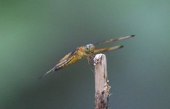 Neurothemis manadensis