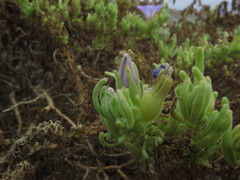Nolana stenophylla