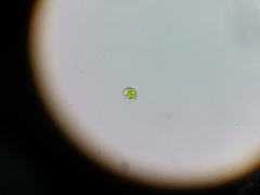 Euglena viridis