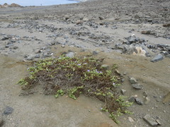 Nolana stenophylla