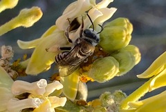 Melissodes paroselae