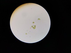 Euglena viridis