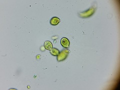 Euglena viridis
