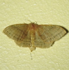 Panacela syntropha