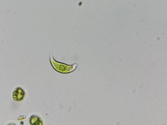 Euglena viridis