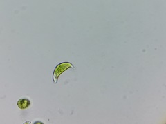 Euglena viridis