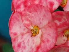 Euphorbia milii