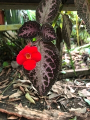 Episcia cupreata