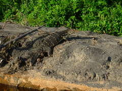 Varanus salvator salvator