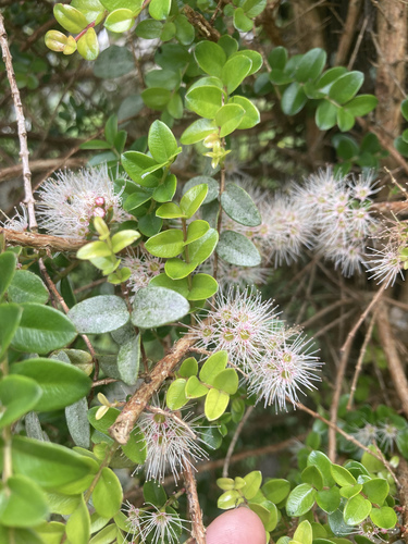 Metrosideros diffusa (Metrosideros diffusa)