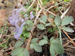 Corydalis turtschaninovii