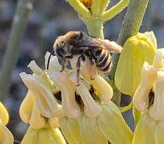 Melissodes paroselae
