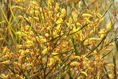 Acacia caroleae