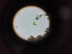 Euglena viridis