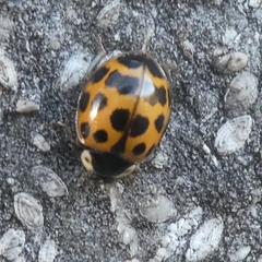 Harmonia axyridis