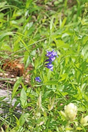 Penstemon cyananthus var. judyae